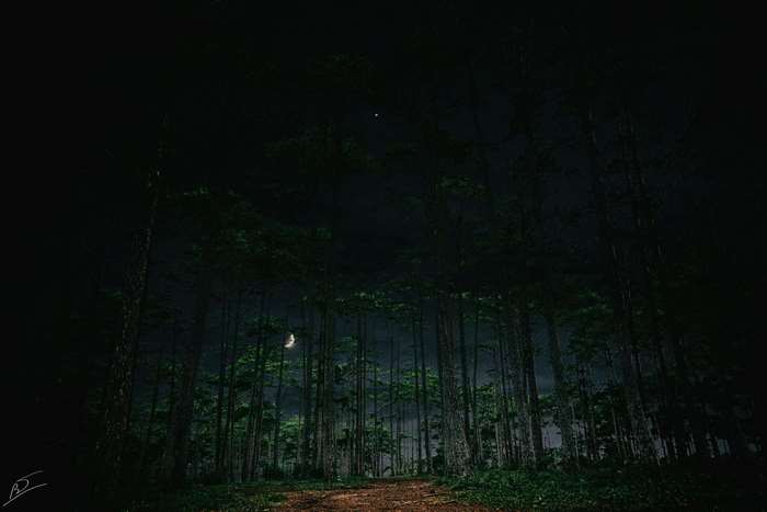 Forest at night with a crescent moon