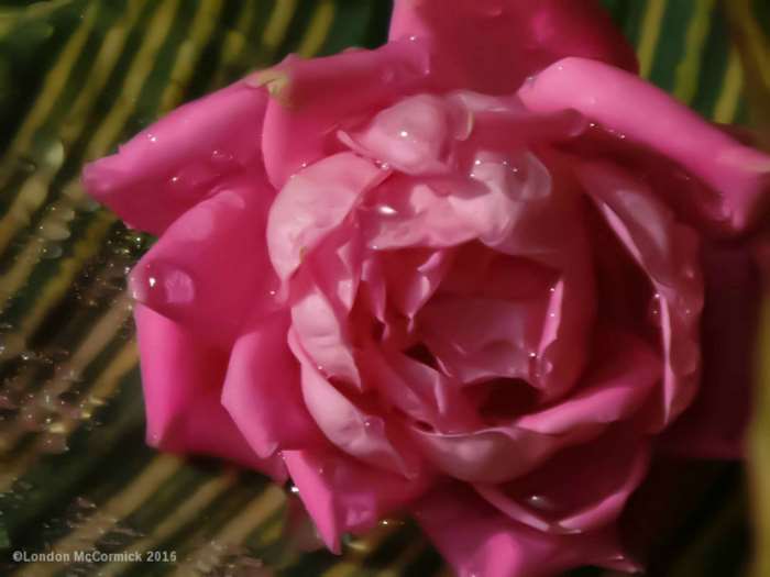 Close-up of a pink rose with water droplets