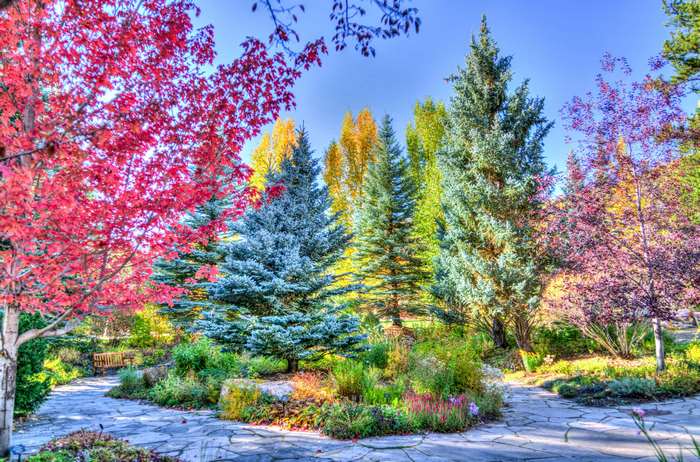 Autumn trees and foliage in a park