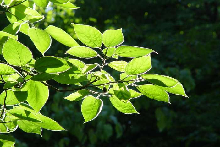 Sunlight filtering through green leaves on a branch