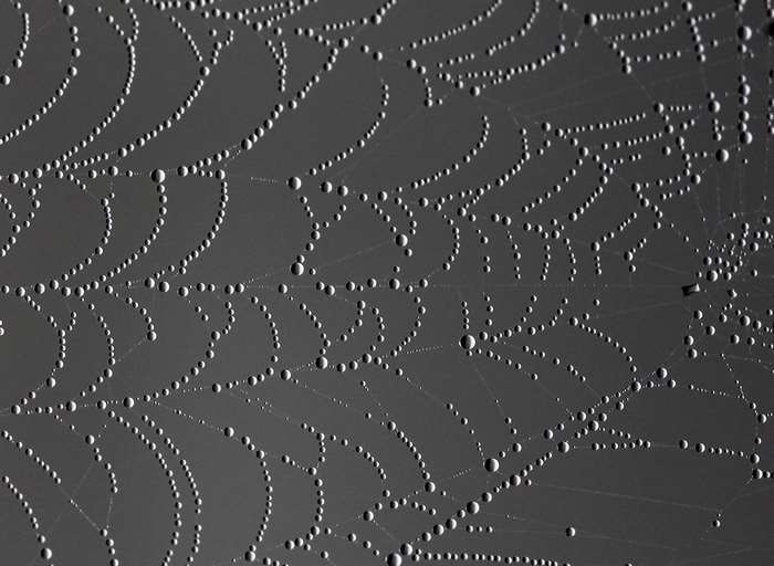 Close-up of a spider web with dew drops