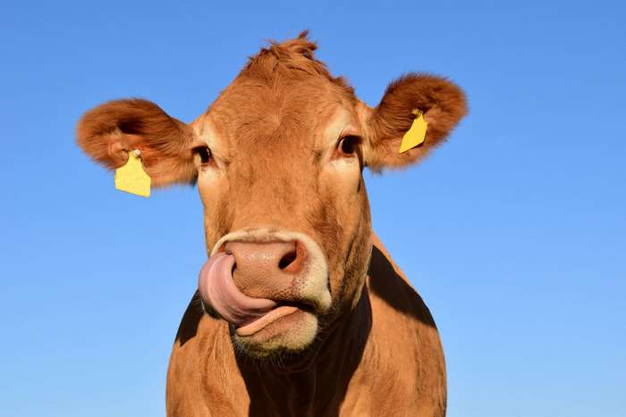 Brown cow with yellow ear tags licking its nose