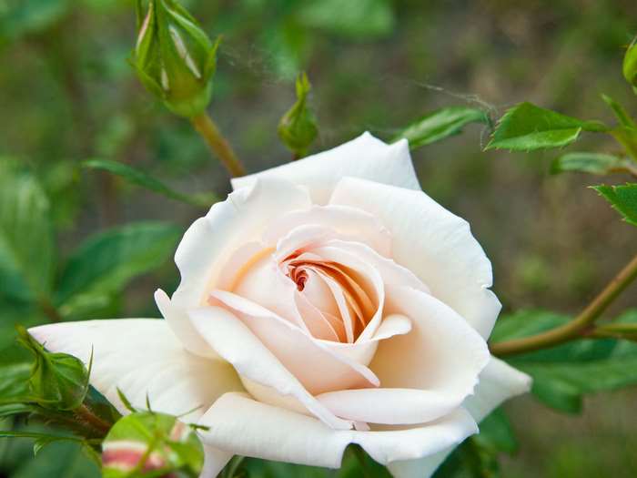 Close-up of a white rose with buds