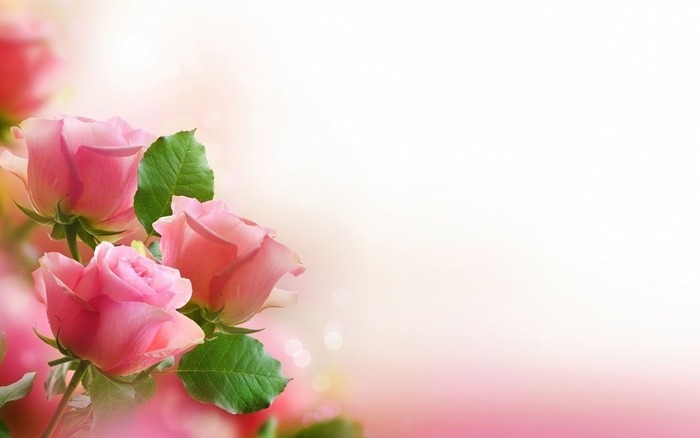 Pink roses with green leaves on a soft background