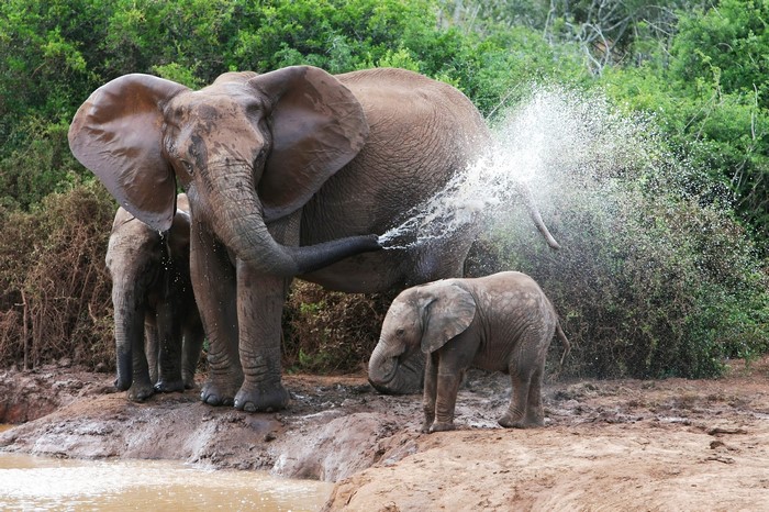 Elephant Family Bathing by the Water