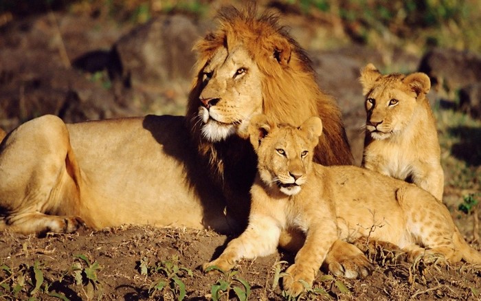 Lion family resting in the sun