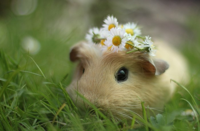 Guinea pig wearing a daisy wreath in grass