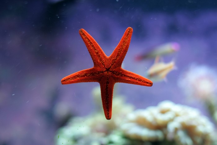 Red starfish underwater with fish and coral