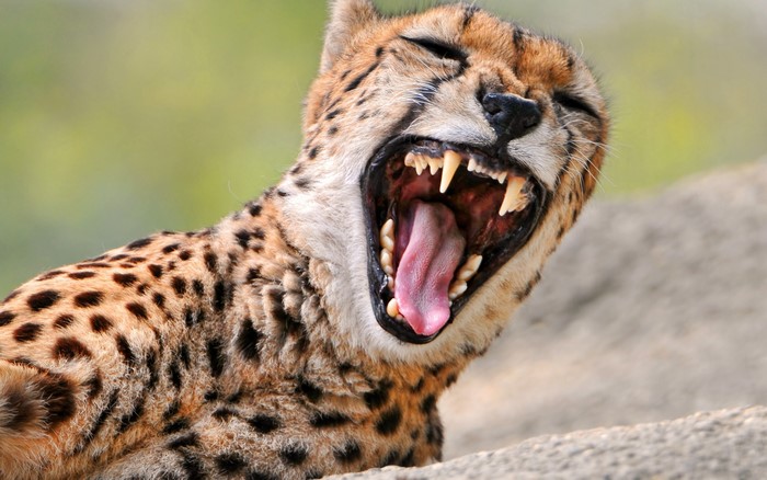 Cheetah yawning with sharp teeth visible