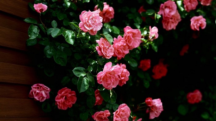Pink roses blooming on a wooden wall