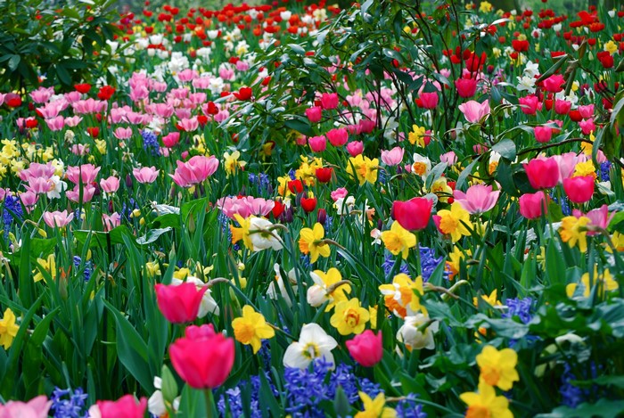 A field of colorful spring flowers including tulips and daffodils