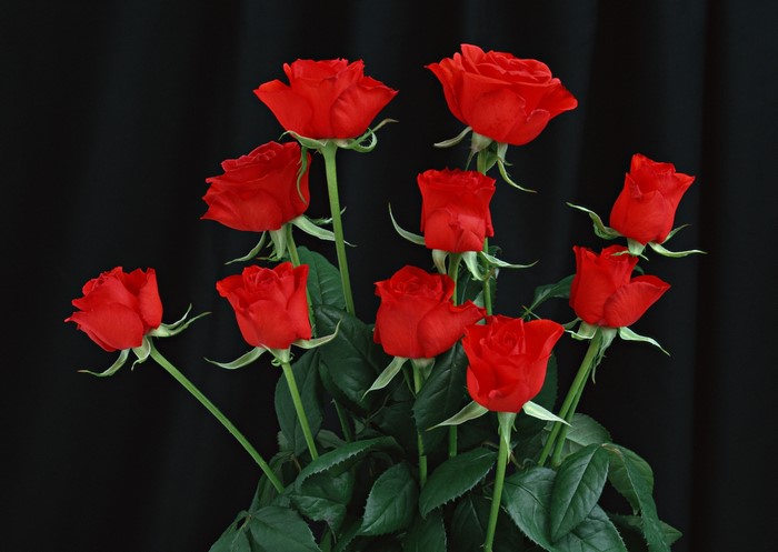 Bouquet of red roses against a black background