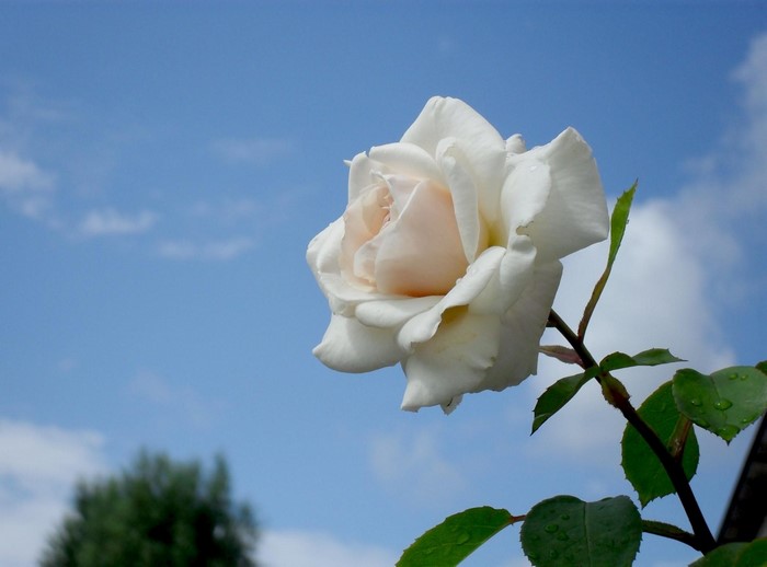 White rose against a blue sky with clouds