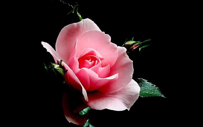 Pink rose with buds on black background