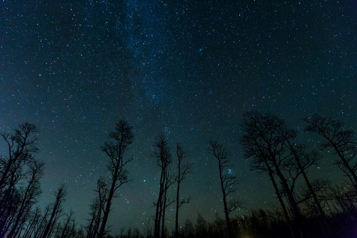 Starry night sky over silhouetted trees