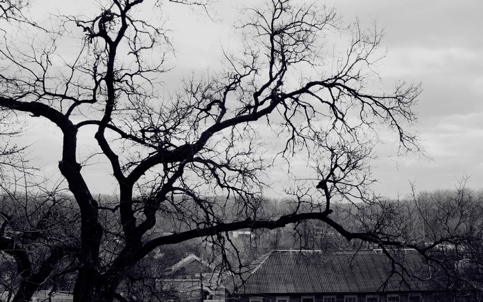Bare tree branches against a cloudy sky over a building
