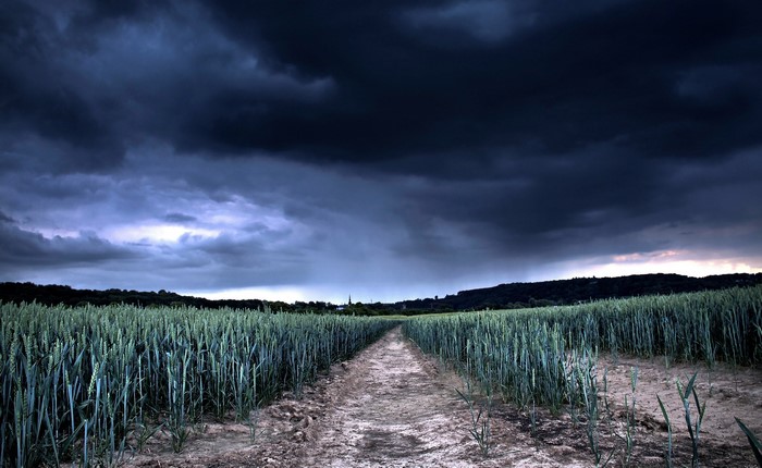 Dark storm clouds over a wheat field with a dirt path