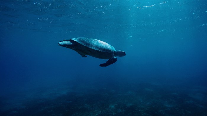4K underwater sea turtle swimming