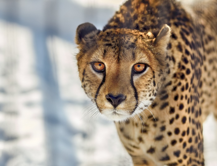 Close-up of a cheetah's face