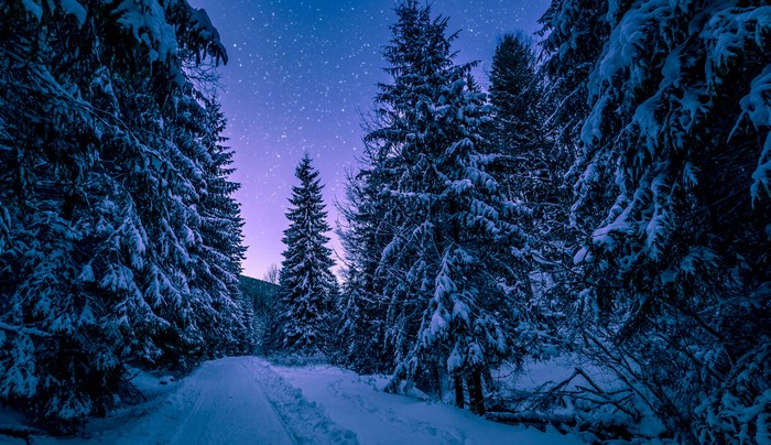 Snowy forest path under a starry night sky