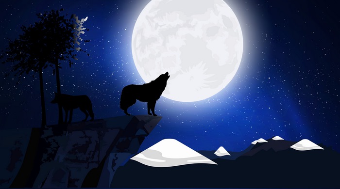 Wolf howling at the moon