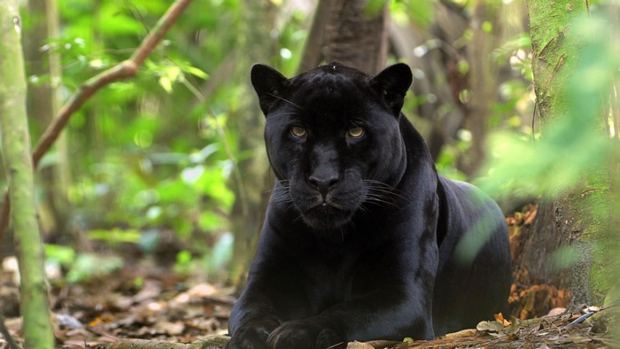 Black panther lying in a forest