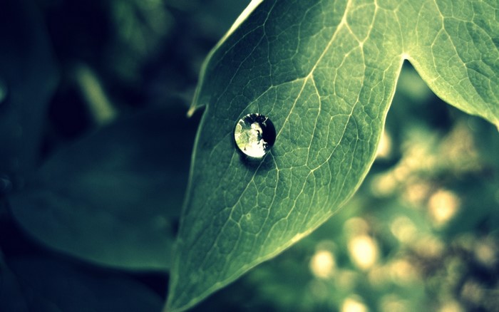 Water droplet on a green leaf