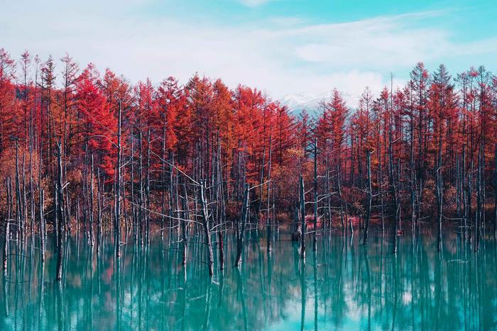 Autumn trees in blue water at Biei, Hokkaido, Japan