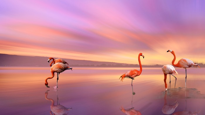 Flamingos in a lake at sunset