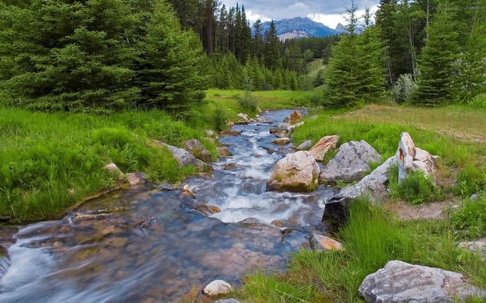 A stream flows through a forest with mountains in the background