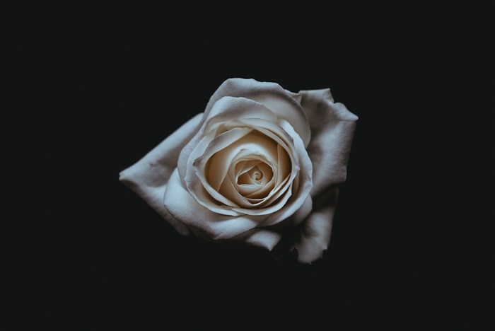 White rose on a black background