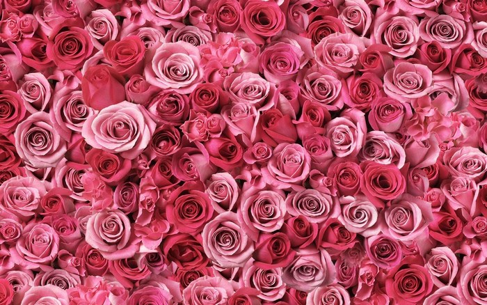 Pink and red roses wallpaper
