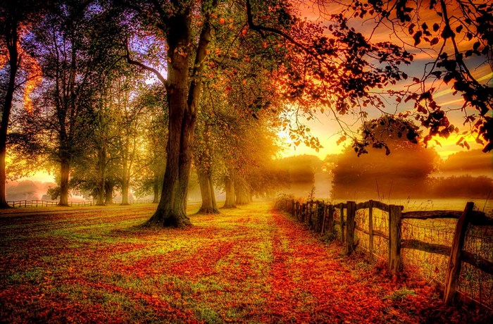 Autumnal path with trees and fence at sunset