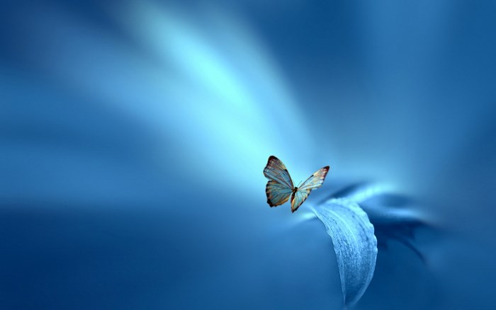 Blue butterfly on a blue leaf