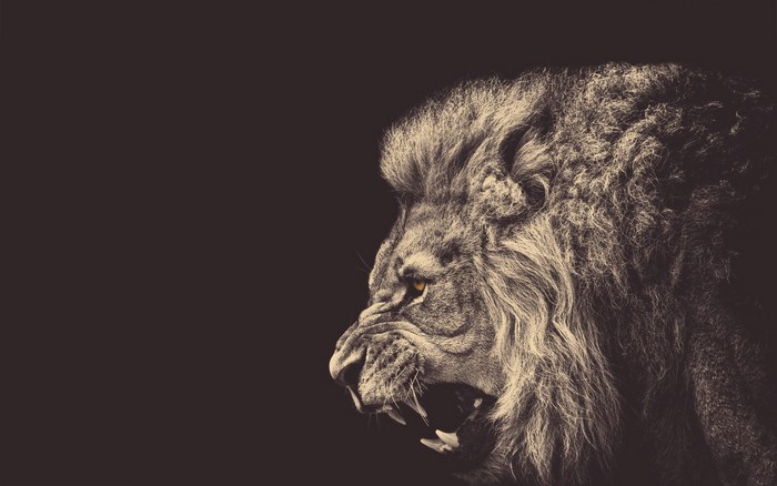 Lion roaring with mouth open