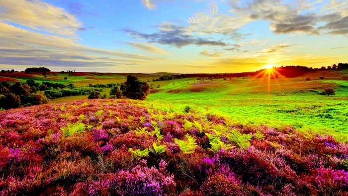 Sunrise over heather and fern-covered hills
