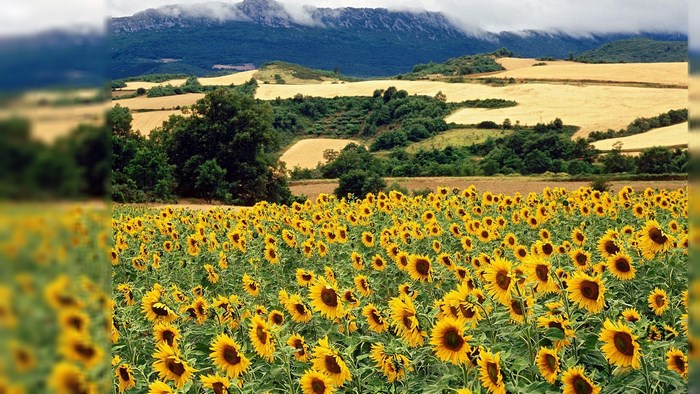Sunny Sunflower Field with Rolling Hills