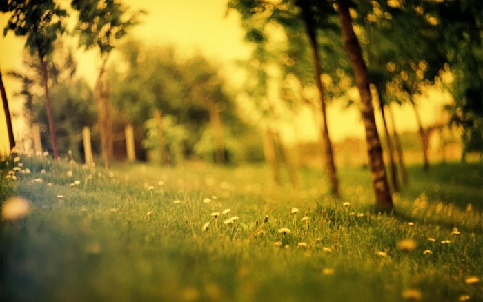 Summer meadow with trees and flowers