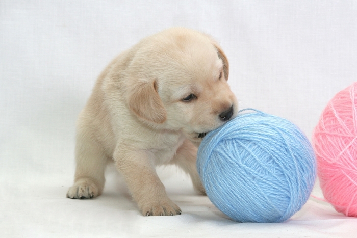 Puppy playing with yarn