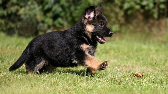 German Shepherd puppy running on grass