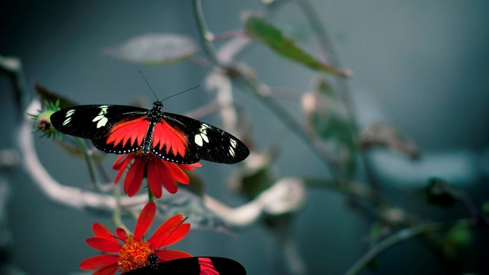 Red and black butterflies on red flowers