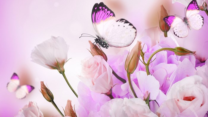 Butterflies and pink flowers