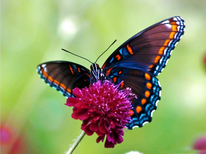 Red-spotted purple butterfly on a purple flower