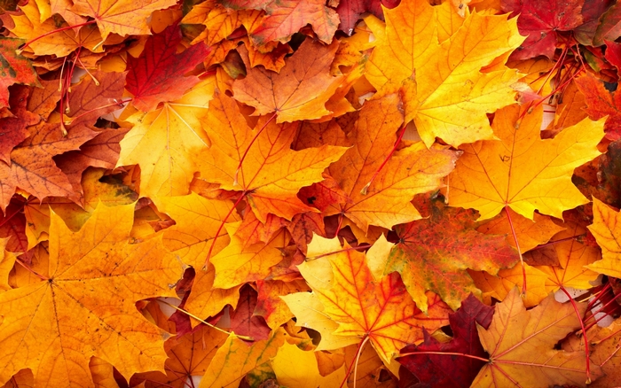 Pile of autumn maple leaves