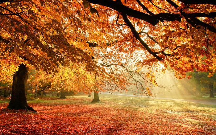 Autumn park with trees and fallen leaves