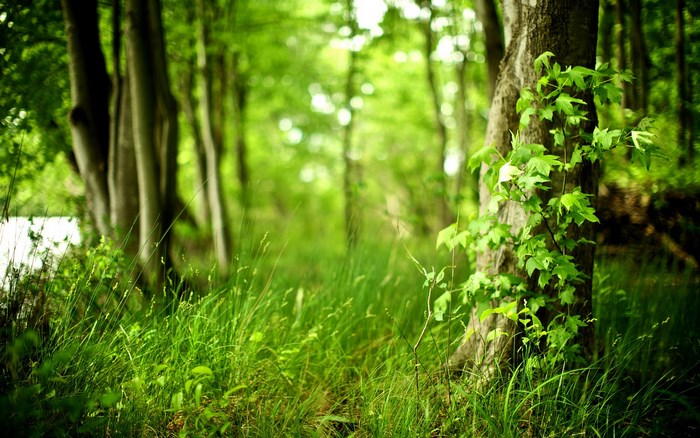 Forest with trees and grass
