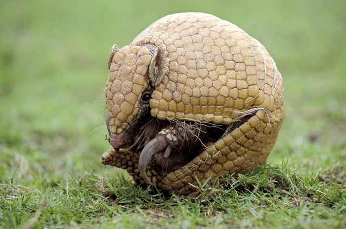 Armadillo curled up on grass