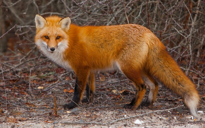 Red Fox Standing in a Forest