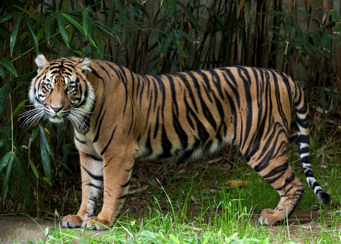 Tiger standing in front of bamboo