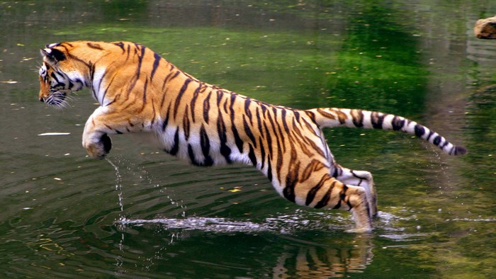 Tiger jumping into water